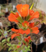 Castilleja latifolia 